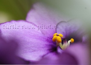 african violet