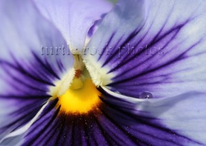 blue pansy