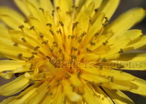 dandelion