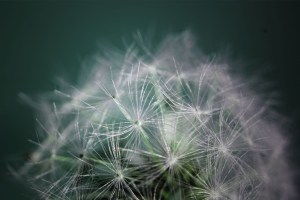 dandelion2