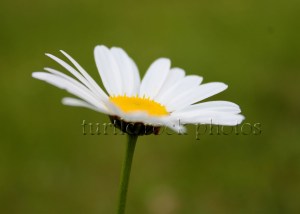 field daisy