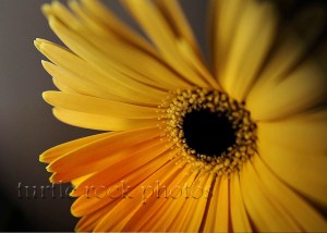 gerbera daisy