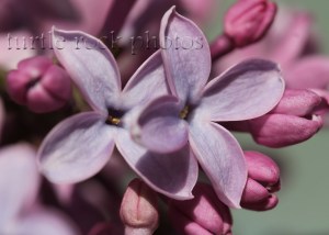 lilac 1