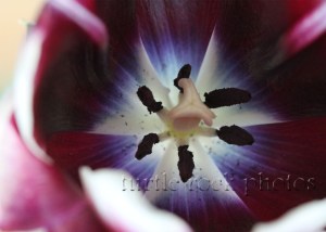 tulip1