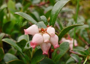 bearberry flower