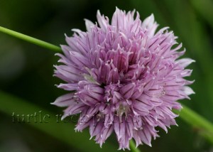 blooming chive