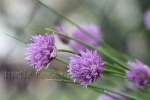 blooming chives