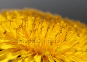 dandelion 4