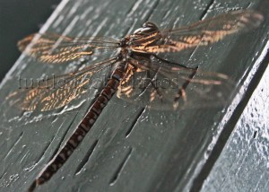 dragonfly1