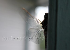 dragonfly2