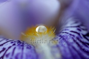 iris water droplet