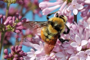 the lilac and the bee