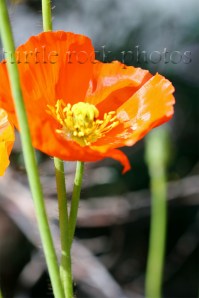 orange poppy 2