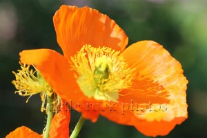 orange poppy