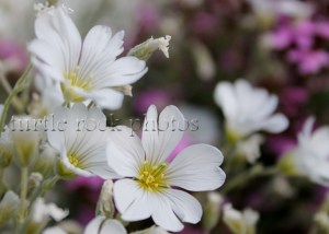 white phlox