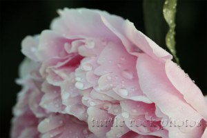 pink peony after the rain