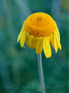 golden marguerite daisy at dusk