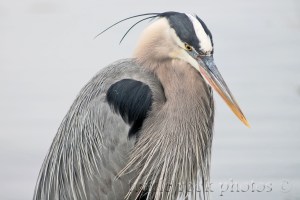 great blue heron