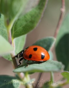 ladybug 1