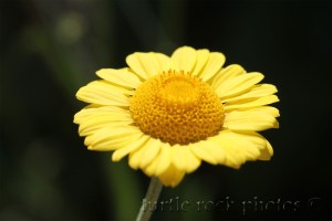 golden marguerite daisy 1