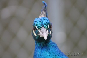 peacock 2