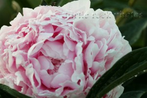 pink peony