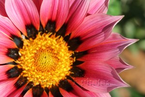 pink gazania 1