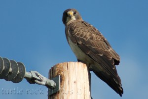 prairie falcon 2