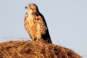 prairie falcon 3