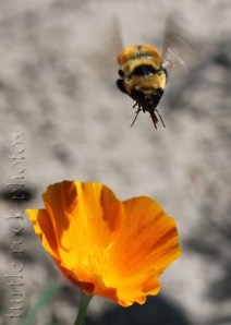 the poppy and the bee