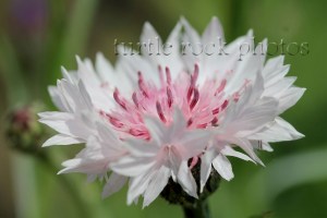 white and pink bachelor button 1