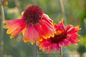 arizona sun blankets