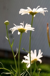 daisies 2