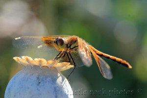 dragonfly 5