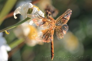 dragonfly 8