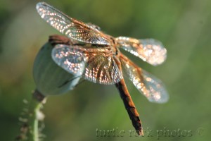 dragonfly 10