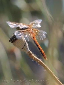 dragonfly 4