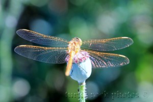 dragonfly 3