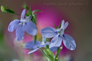 summer basket