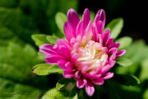 late dahlia