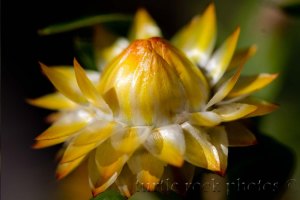strawflower