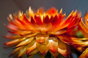 strawflower
