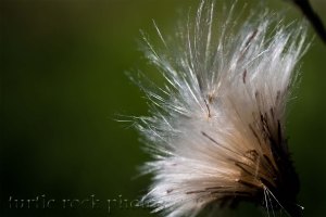 thistle