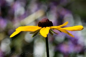 brown eyed susan1