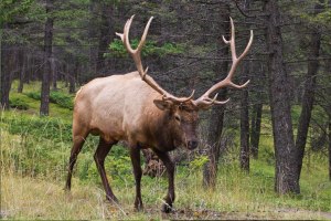 elk / wapiti
