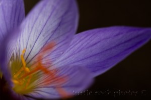 fall crocus