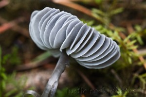 mushroom in the woods