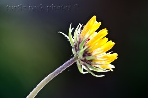 reaching for the sun