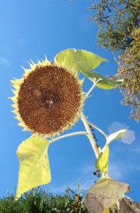 sunflower