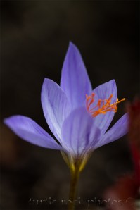 fall crocus 2